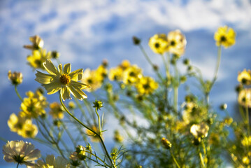 黄色いコスモスと空