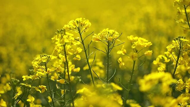 A field of blooming rapeseed in macro shots. Close-up of inflorescences and grains.