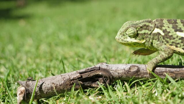 Flap-necked Chameleon stalks, hunts and catches fly on stick lying on green grass. Side view