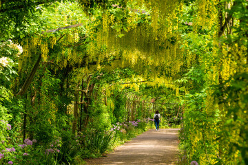 A female walking under a beautiful, flowering laburnum arch.  The beautiful golden yellow flowers of laburnum are also known as golden chain or golden rain. Selective focus. - obrazy, fototapety, plakaty