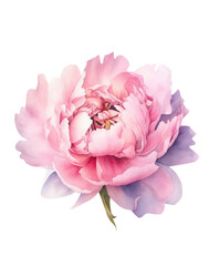 Watercolor pink Peony, summer floral blossom, Generative AI, png image.