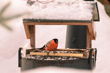 The male bullfinch eats in the feeder. Helping birds feed in winter. Bird feeders.