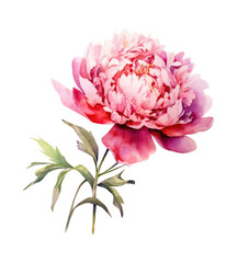 Watercolor crimson Peony, summer floral blossom, Generative AI, png image.