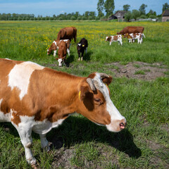 spotted red and white calfs and cow in spring meadow filled with yellow buttercup flowers in holland