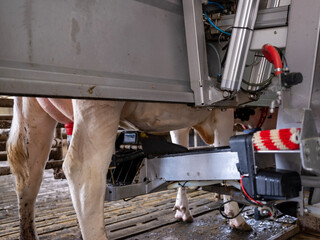 cow being milked by milking robot on farm in holland © ahavelaar