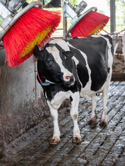 black and white spotted cow uses brush to get rid of scratch on dutch farm in holland - 607730146