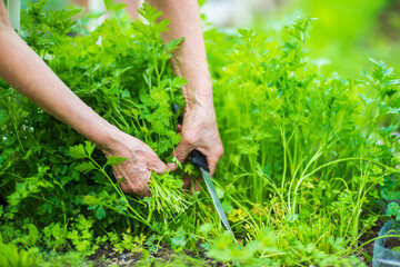 Fototapeta premium Farmer's hands harvest crops in the garden. Plantation work. Autumn harvest and healthy organic food concept close up with selective focus