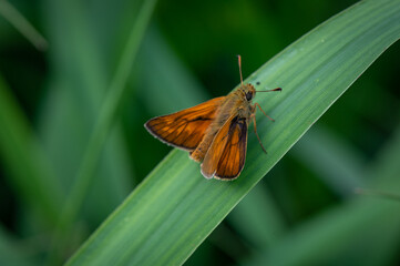A brown butterfly on a blade of grass of a meadow in Moravia in the Czech Republic
