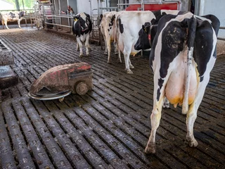 Fotobehang manure robot inside farm full of spotted milk cows in holland © ahavelaar