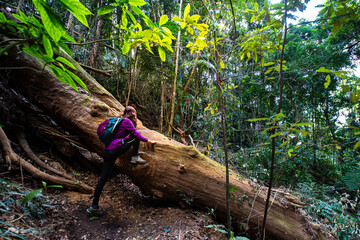 Beautiful climbs the fallen mighty trunk while hiking in magical Gondwana rainforest Warrie Circuit trail in Springbrook National Park, Gold Coast, Queensland, Australia