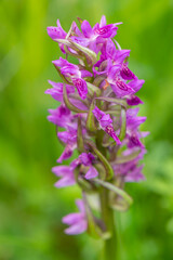 Obraz premium beautiful purple rare orchid plant on a meadow in Moravia in the Czech Republic