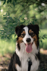 aussie dog ​​in the park