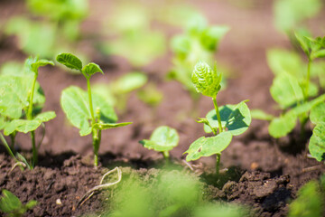 Crops planted in soil get ripe under sun. Cultivated land close up with sprout. Agriculture plant growing in bed row. Green natural food crop