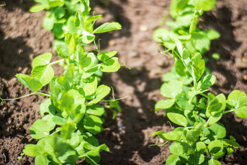 Crops planted in soil get ripe under sun. Cultivated land close up with sprout. Agriculture plant growing in bed row. Green natural food crop