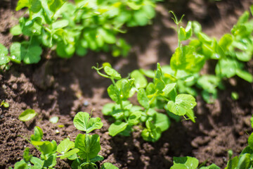 Crops planted in soil get ripe under sun. Cultivated land close up with sprout. Agriculture plant growing in bed row. Green natural food crop