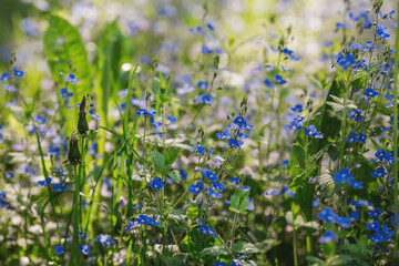 Beautiful natural background. Early morning in the forest with glare from the sun. Wildflowers Cornflower blue pharmacopoeia and dandelions in the sun.