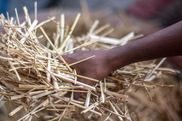 A worker holds many straws with his hands