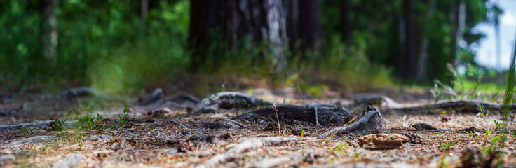 Close-up roots of pine in forest. Low point of view in nature landscape with strong blurry background. Ecology environment