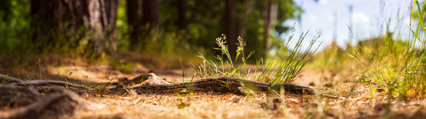 Close-up roots of pine in forest. Low point of view in nature landscape with strong blurry background. Ecology environment