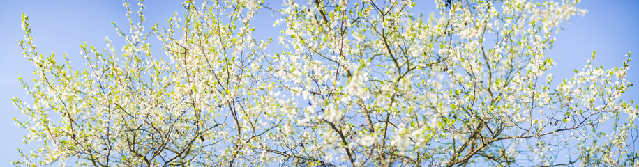 Blooming tree branches with white flowers. Beautiful landscape with selective focus and blurred background for nature-themed design and projects