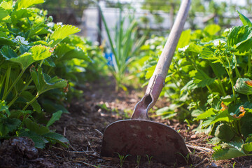 Farmer cultivating land in the garden with hand tools. Soil loosening. Gardening concept. Agricultural work on the plantation