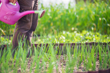 Watering vegetable plants on a plantation in the summer heat with a watering can. Gardening concept. Agriculture plants growing in bed row