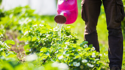 Watering vegetable plants on a plantation in the summer heat with a watering can. Gardening concept. Agriculture plants growing in bed row