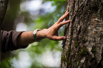 A man's hand touch the tree trunk close-up. Bark wood.Caring for the environment. The ecology...