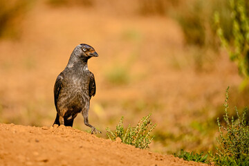 Western Jackdaw or Coloeus monedula, passerine bird of the Corvidae family.
