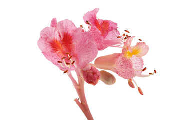 Aesculus x carnea or red horse chestnut isolated on white background