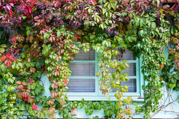 A blue window invaded by the virgin vine