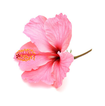 Beautiful gentle pink  Hibiscus rosa-sinensis aka Chinese hibiscus isolated on white background