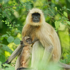 13 Sep 2015;  Bar Nawapara WLS, CG, IND;       .NIKON D750; Nikon 600mm FL VR f/4; 600mm; f/4.5; 1/60; iso:320; ..