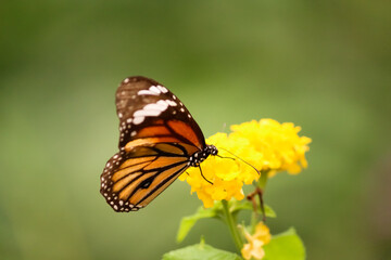 Obraz premium closeup of a Butterfly on a yellow flower in a garden in the summer