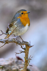 Little Robin perched on a dry twig.