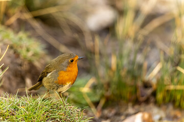 Small robin perched on the edge of a spring.