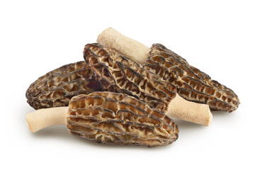 raw morel mushroom isolated on white background with full depth of field