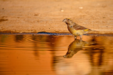 Crossbill or Loxia curvirostra, reflected in a golden spring.