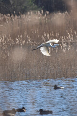 herons stand on the frozen surface of the lake