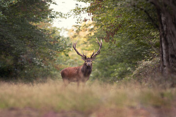 Grand Cerf