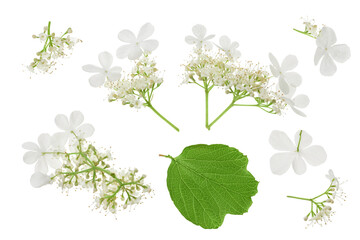 Viburnum flower isolated on a white background. Top view. Flat lay.