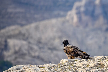 Bearded vulture or Gypaetus barbatus, together with griffon vultures.