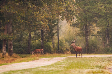 Naklejka na ściany i meble Cerf et biche