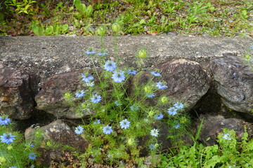 青いクロタネソウの花
