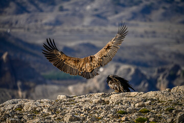Bearded vulture or Gypaetus barbatus, together with griffon vultures.