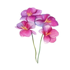 Fototapeta na wymiar Exotic tropical flowers watercolor