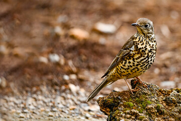 Common Thrush or Turdus viscivorus, perched on a rock.