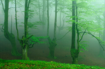 Gorbea Natural Park in spring