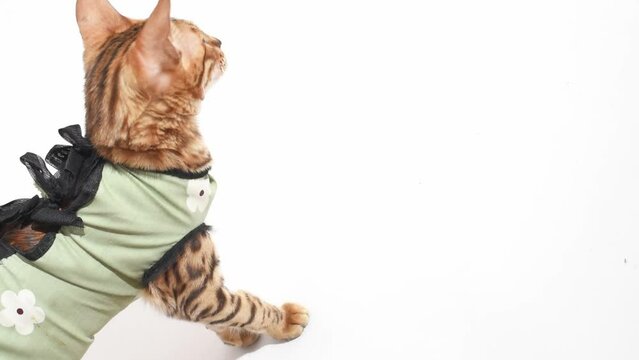 Bengal cat after sterilization in postoperative bandage. Feline kitten after operation on white background top view video. High quality 4k footage