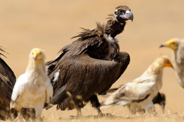 Black vulture in the wild